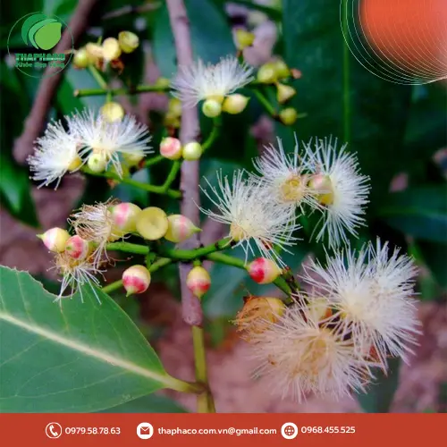 Pha trà nụ vối đúng cách