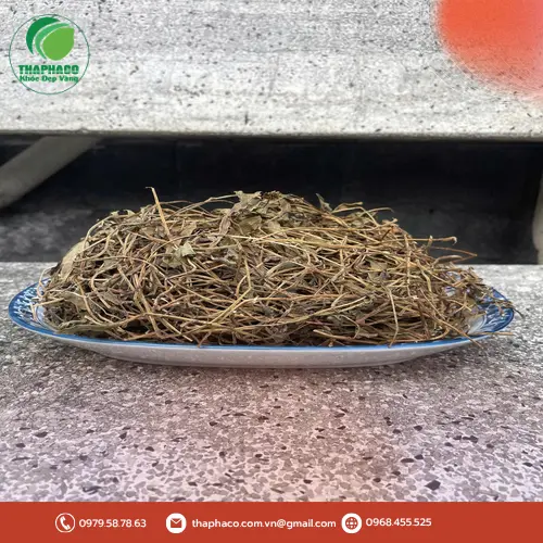 Sài đất khô không rõ nguồn gốc có thể tiềm ẩn nguy hiểm