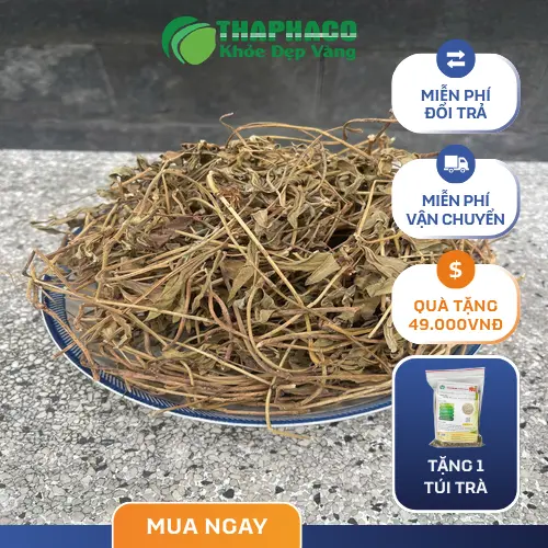 Hướng dẫn cách dùng sài đất khô an toàn cho cả gia đình