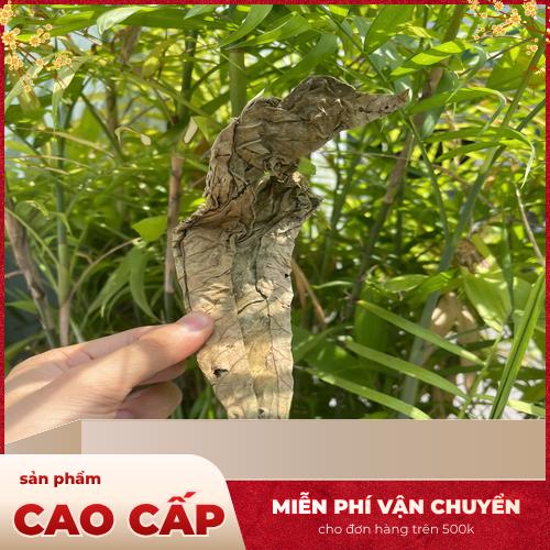 Công dụng hỗ trợ tiêu hóa của lá khôi tía
