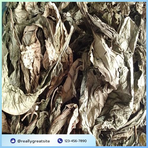 Sản phẩm lá khôi tía khô đóng gói tại THAPHACO