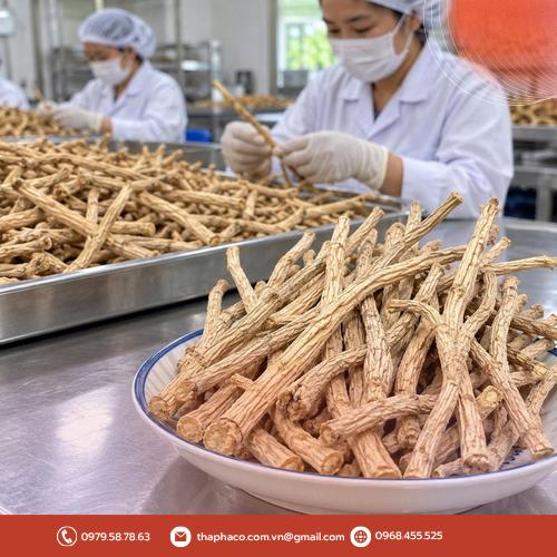 Thảo dược Phòng phong sấy khô nguyên chất